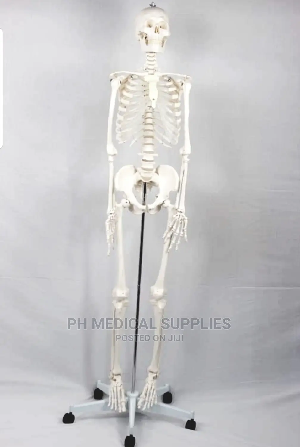 Full Body Human Skeleton
