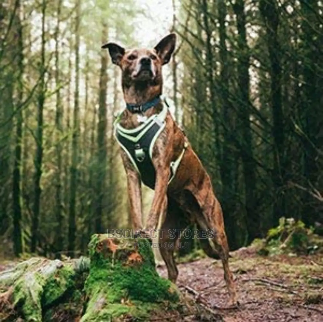 Pets At Home 3 Peaks Control Ascent GREEN MEDIUM Dog Harness