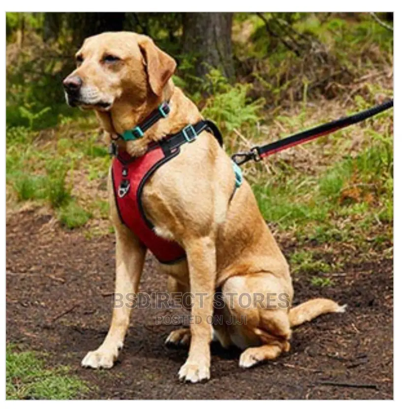Pets at Home 3 Peaks Control Ascent RED LARGE Dog Harness