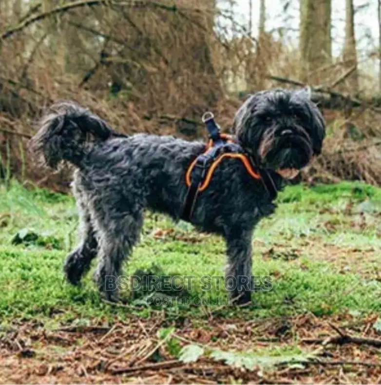 3 Peaks ORANGE LARGE Lightweight Step- In Reflective Harness