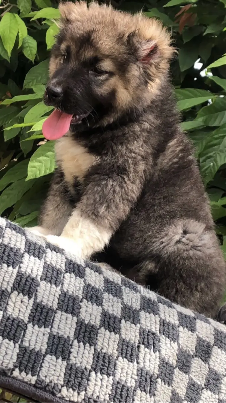 1-3 months Female Purebred Caucasian Shepherd