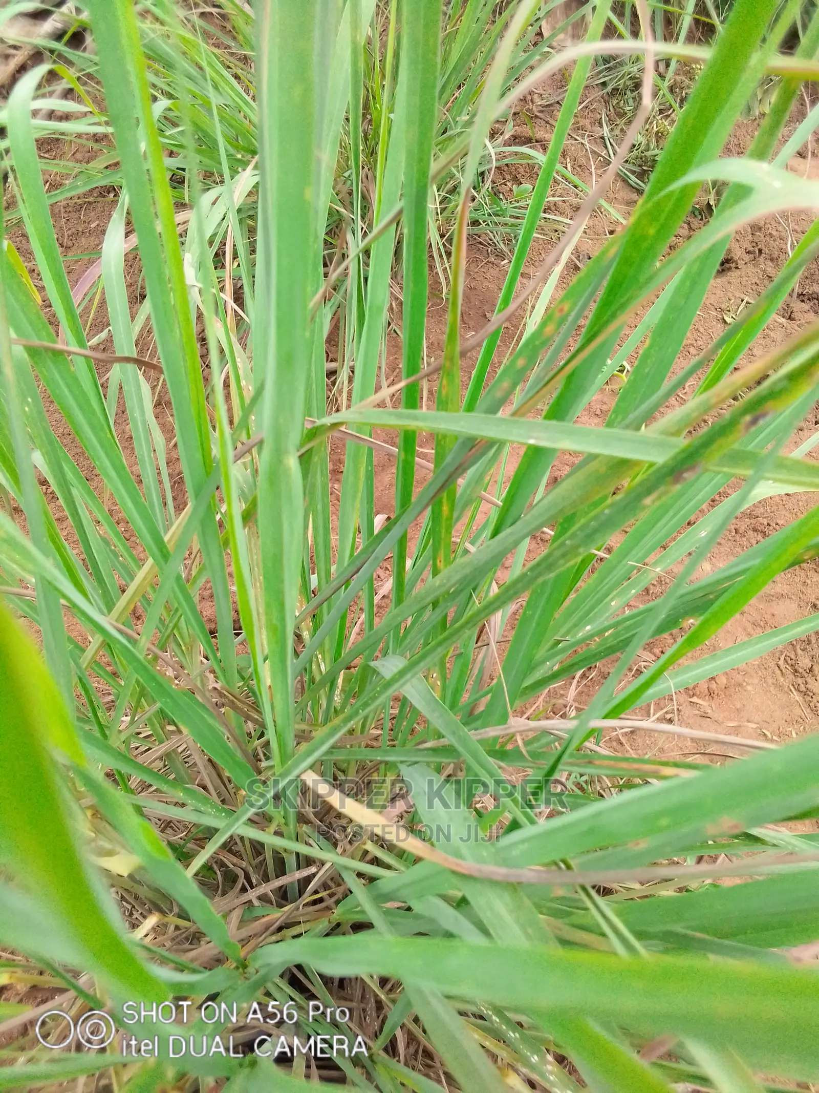Lemon Grass 1kg ( 10kg Upwards)