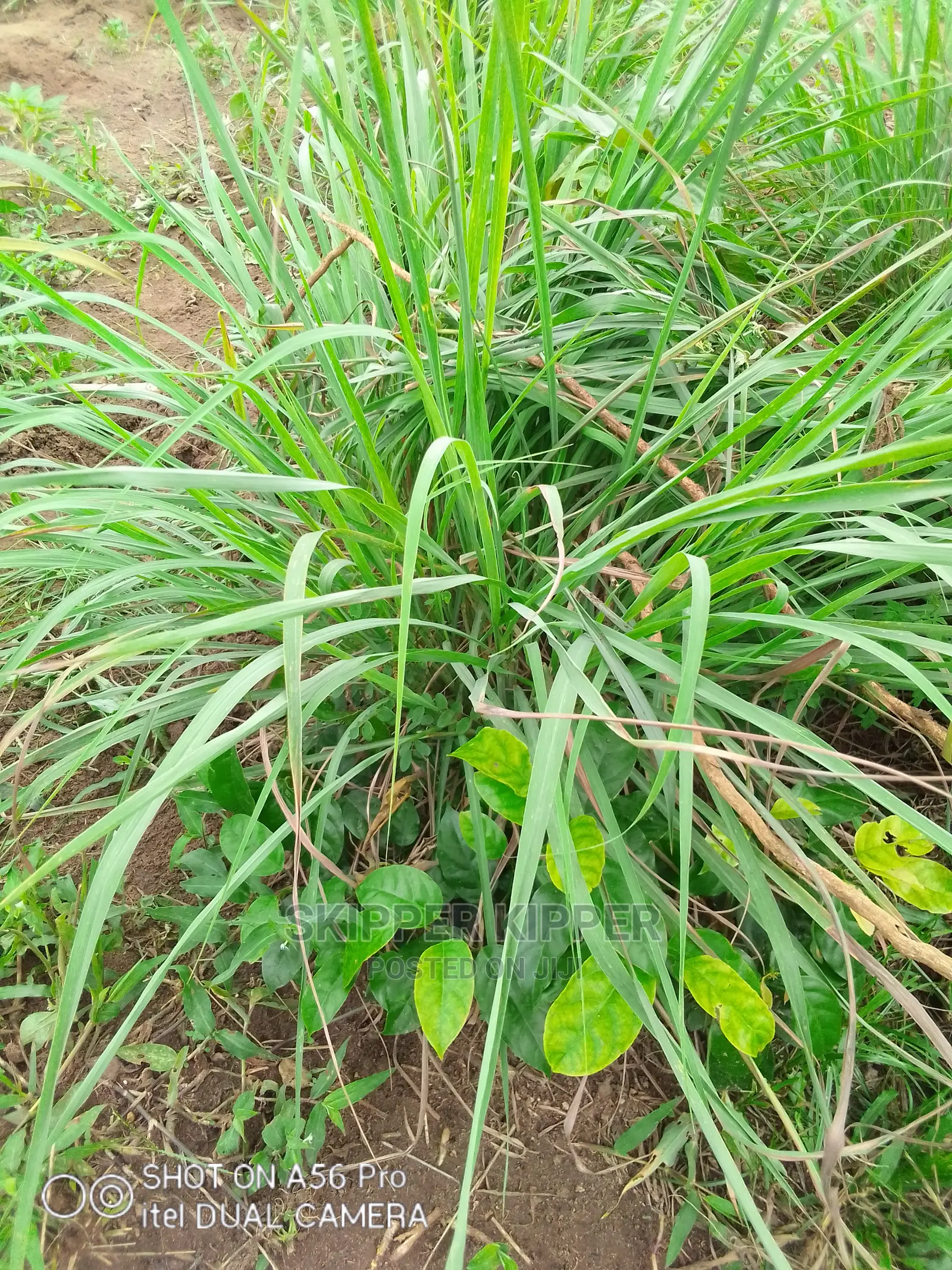 Lemon Grass 1kg ( 10kg Upwards)