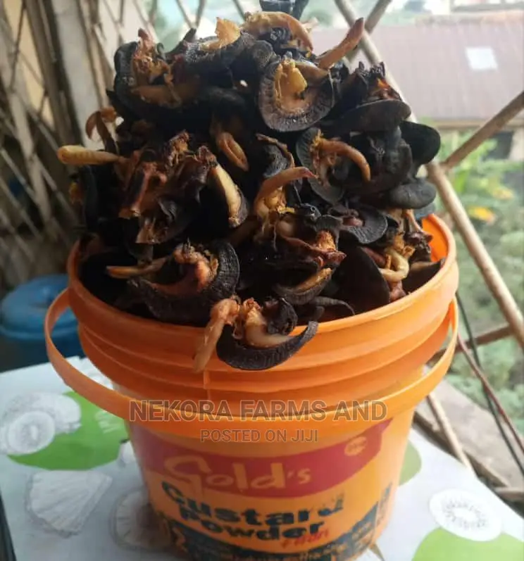 Oven Dried Snails- Jumbo (50pieces)