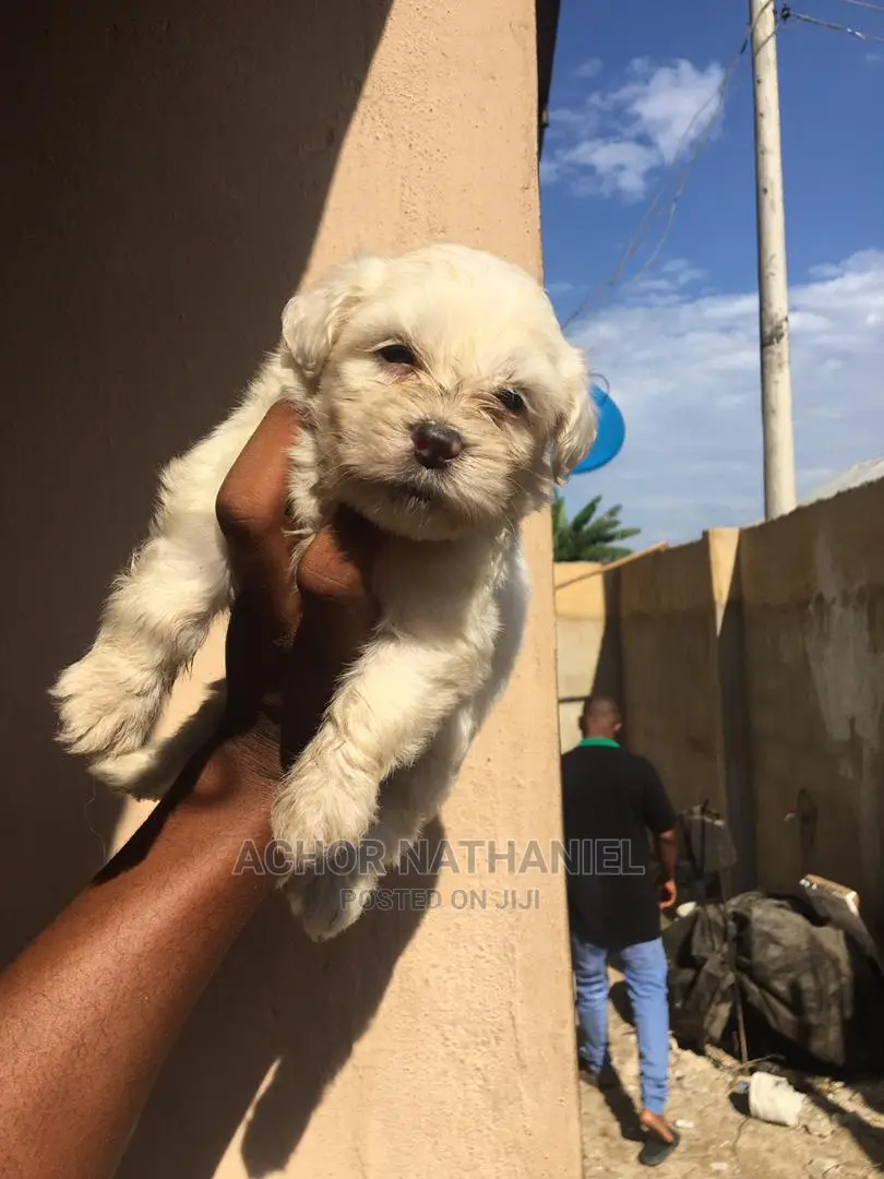 1-3 months Female Purebred Lhasa Apso