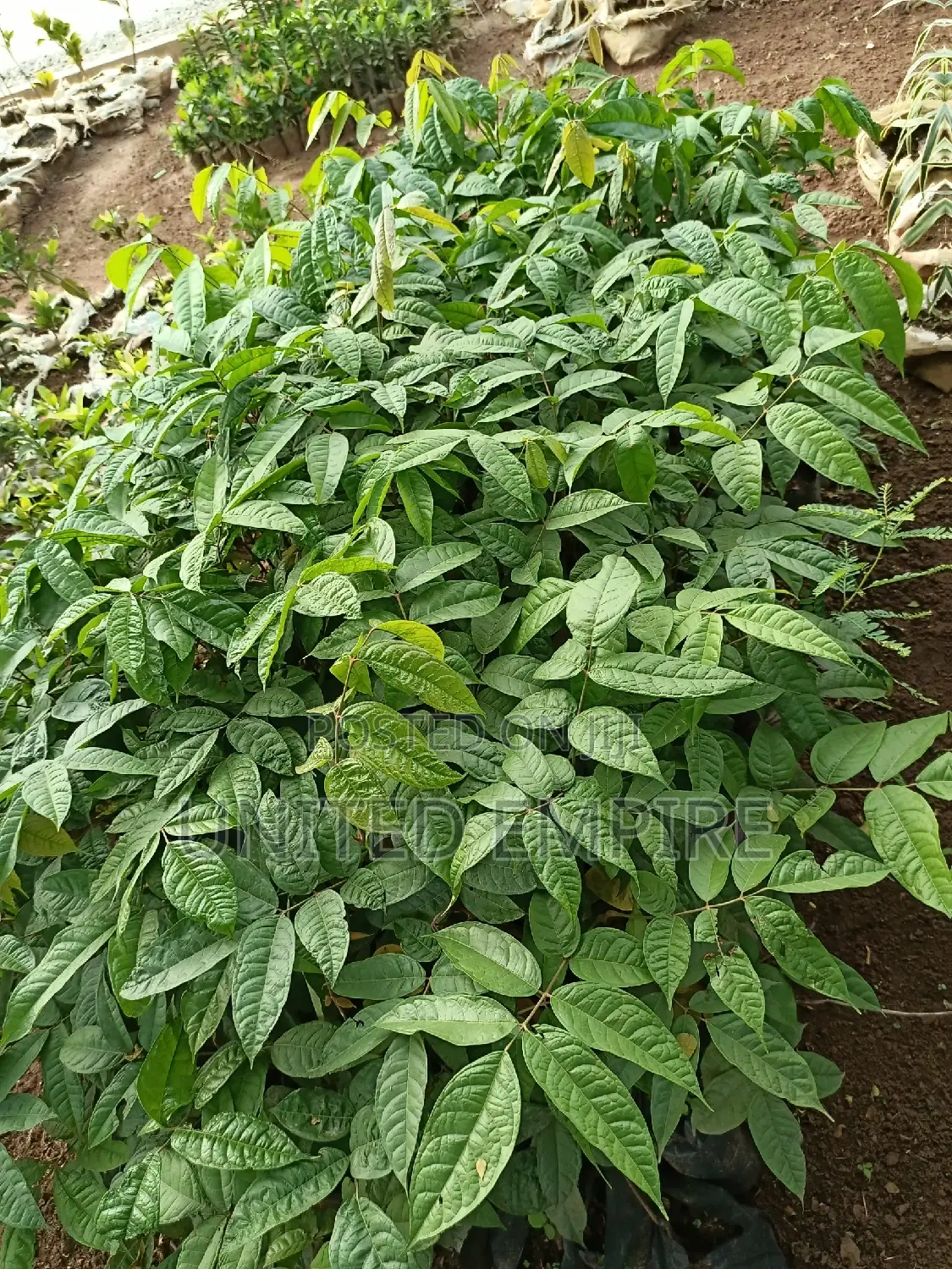 Hybrid Tenera and Super Gene Oil Palm Seedlings
