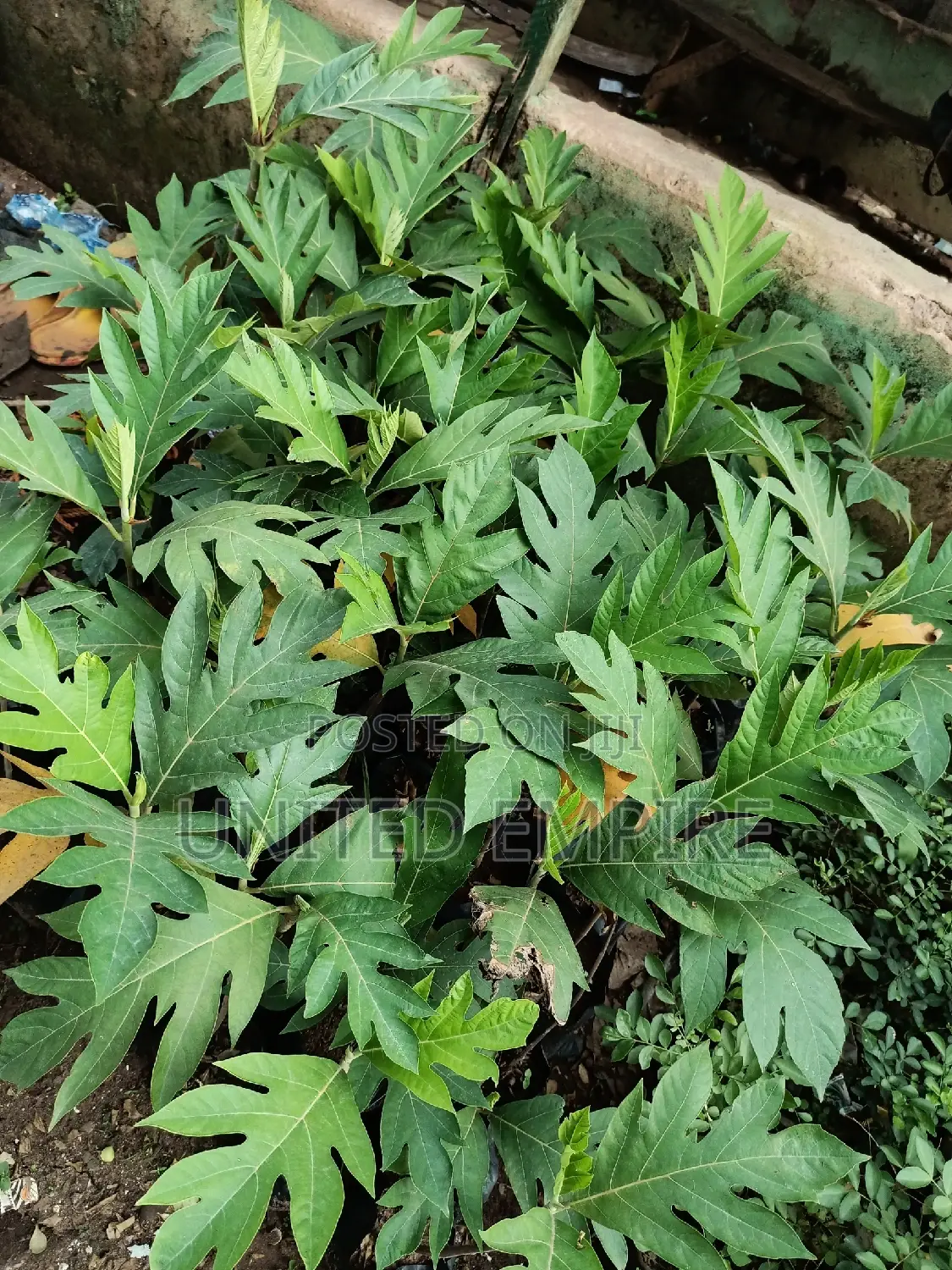 Hybrid Tenera and Super Gene Oil Palm Seedlings