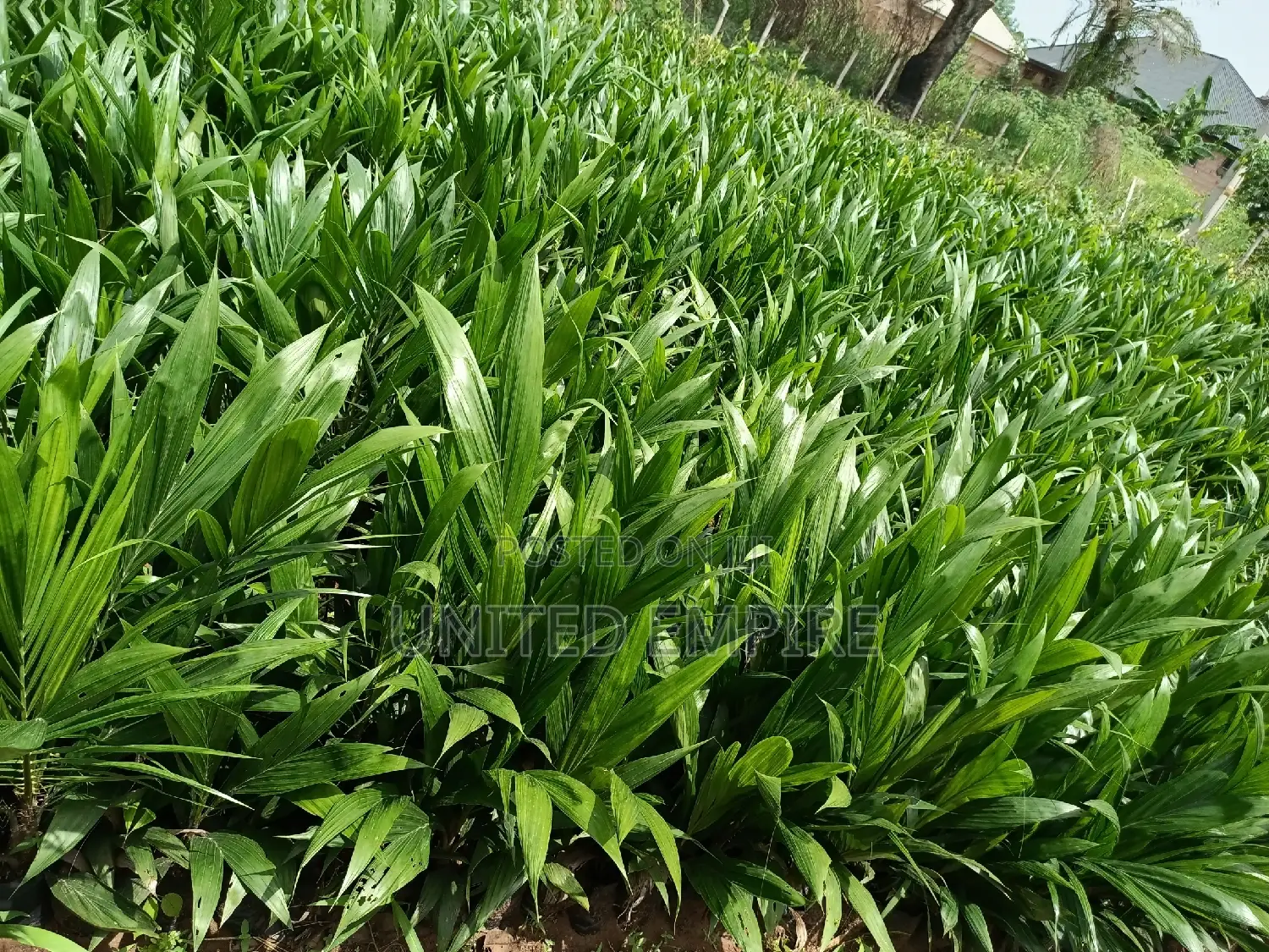 Hybrid Tenera and Super Gene Oil Palm Seedlings