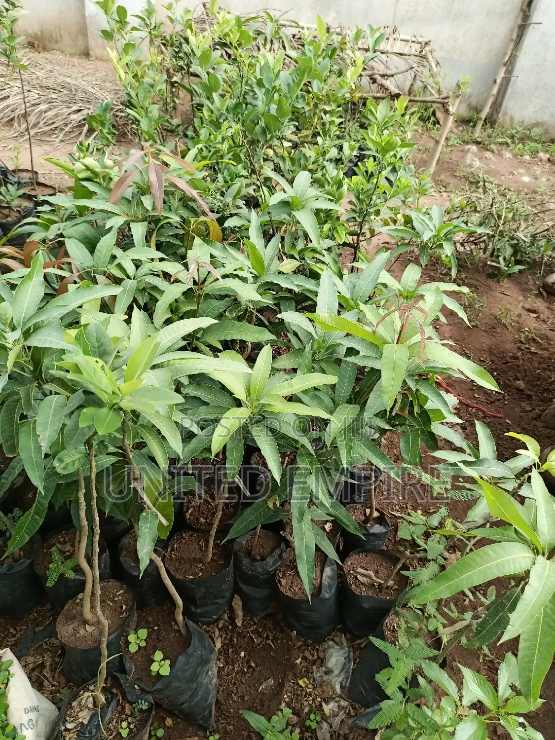 Hybrid Tenera and Super Gene Oil Palm Seedlings