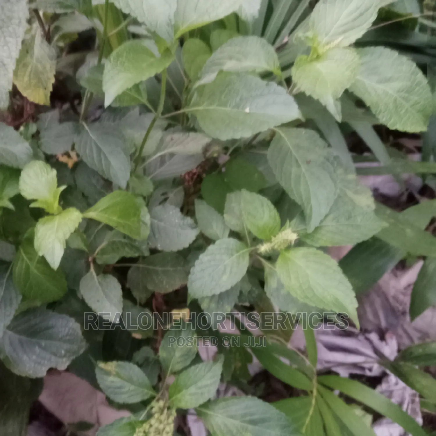 Scent Leaves Seedlings for Home Kitchen