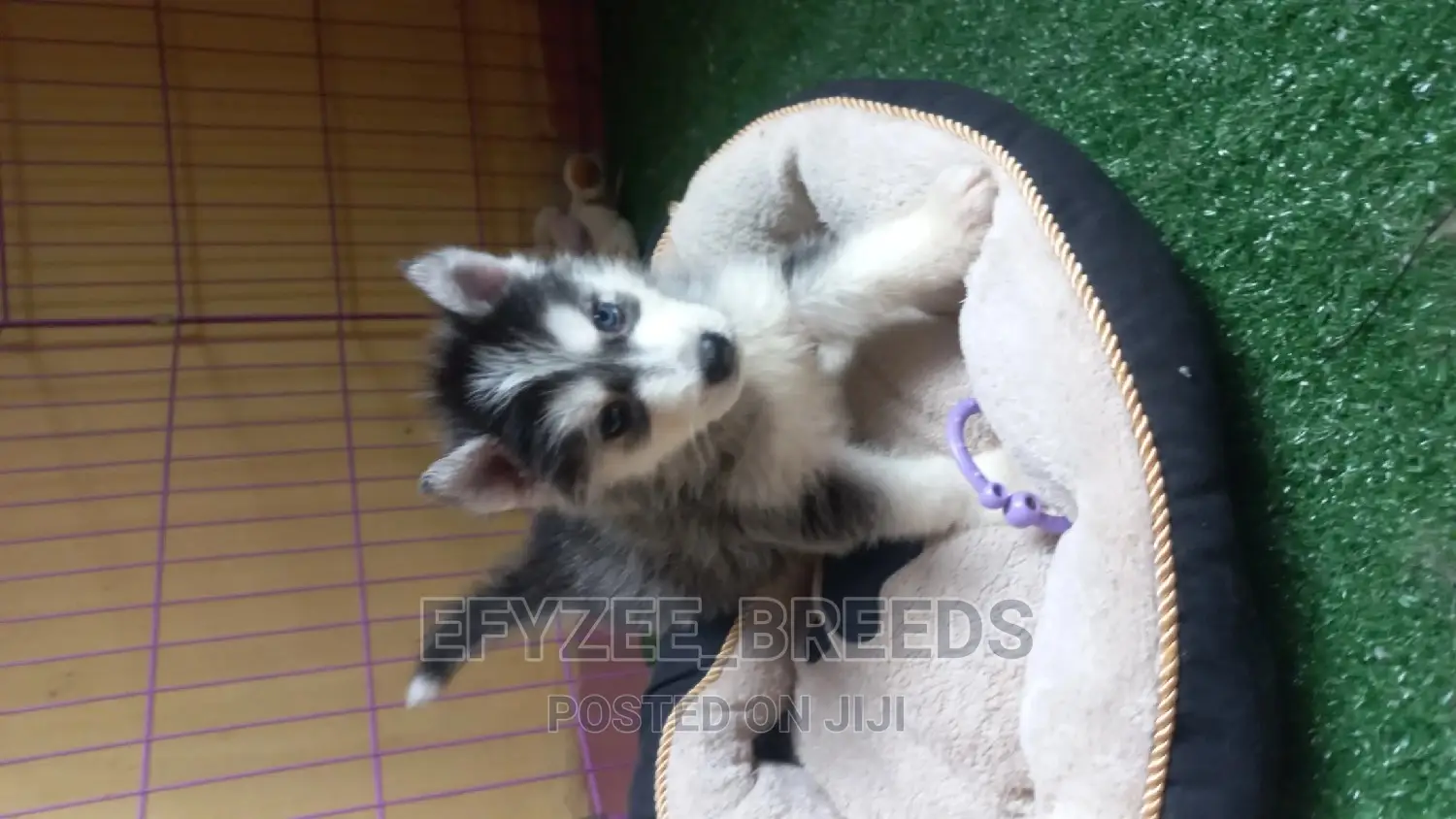 1+ Year Female Purebred Siberian Husky