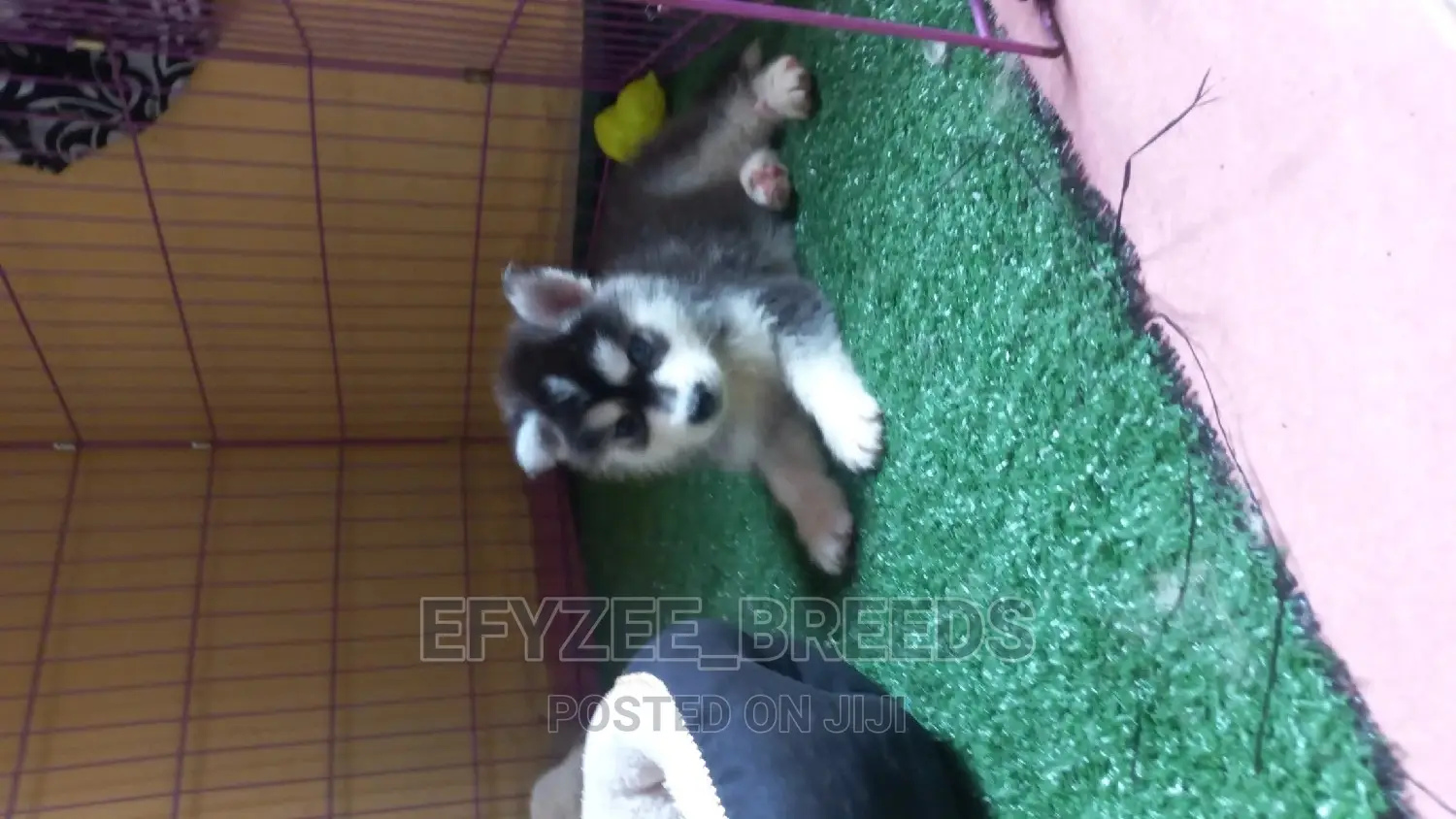 1+ Year Female Purebred Siberian Husky