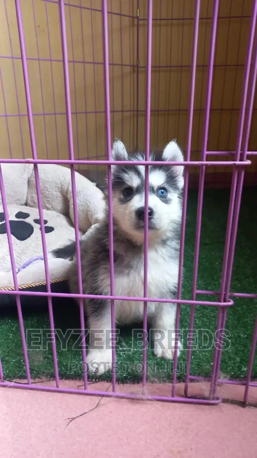 1+ Year Female Purebred Siberian Husky