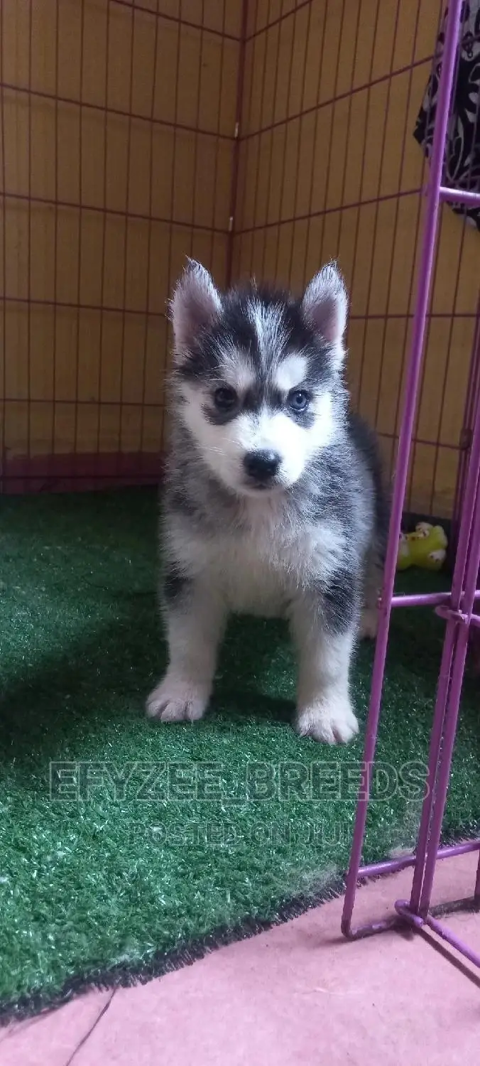 1+ Year Female Purebred Siberian Husky