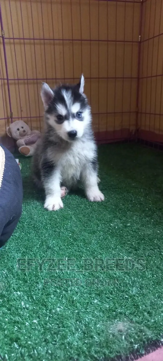 1-3 months Male Purebred Siberian Husky