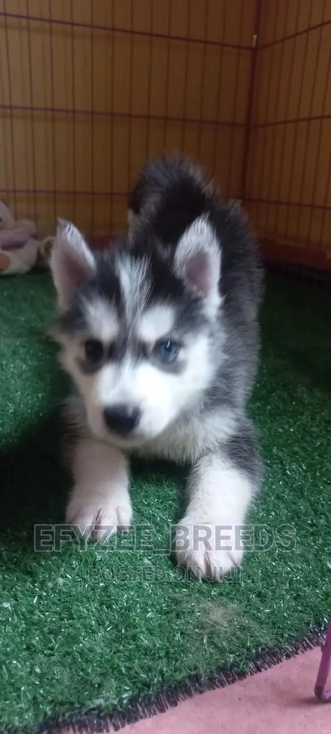 1-3 months Male Purebred Siberian Husky
