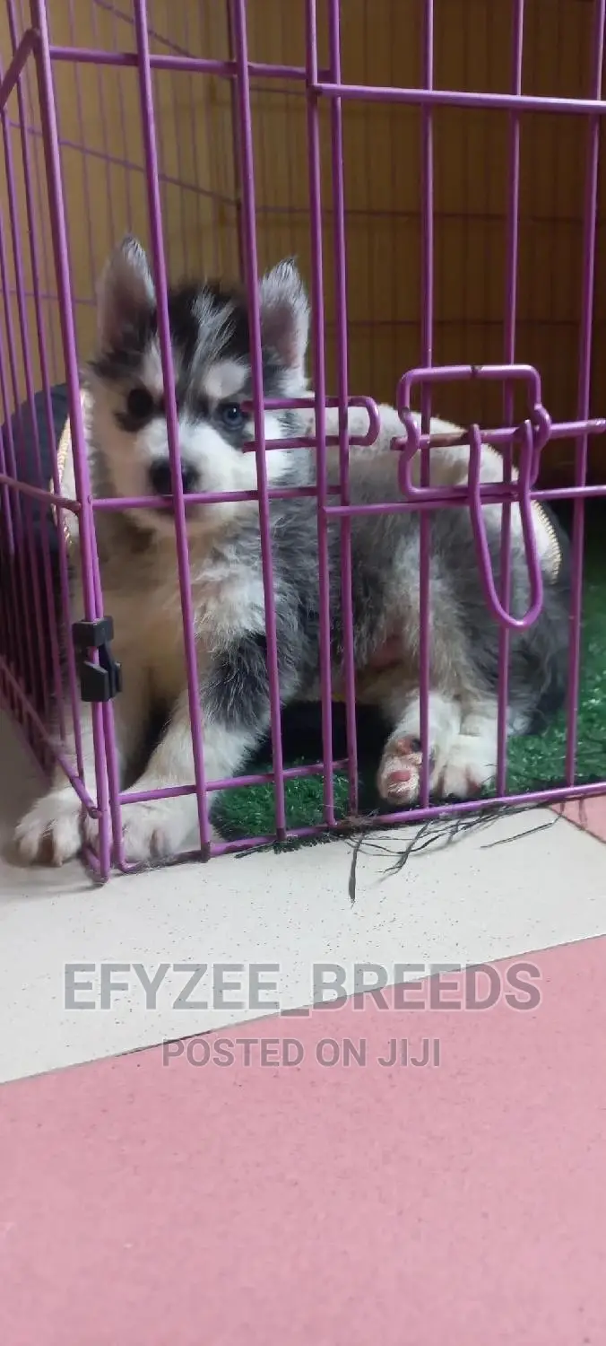 1-3 months Male Purebred Siberian Husky