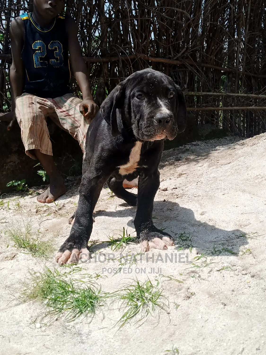 1-3 months Male Purebred Cane Corso