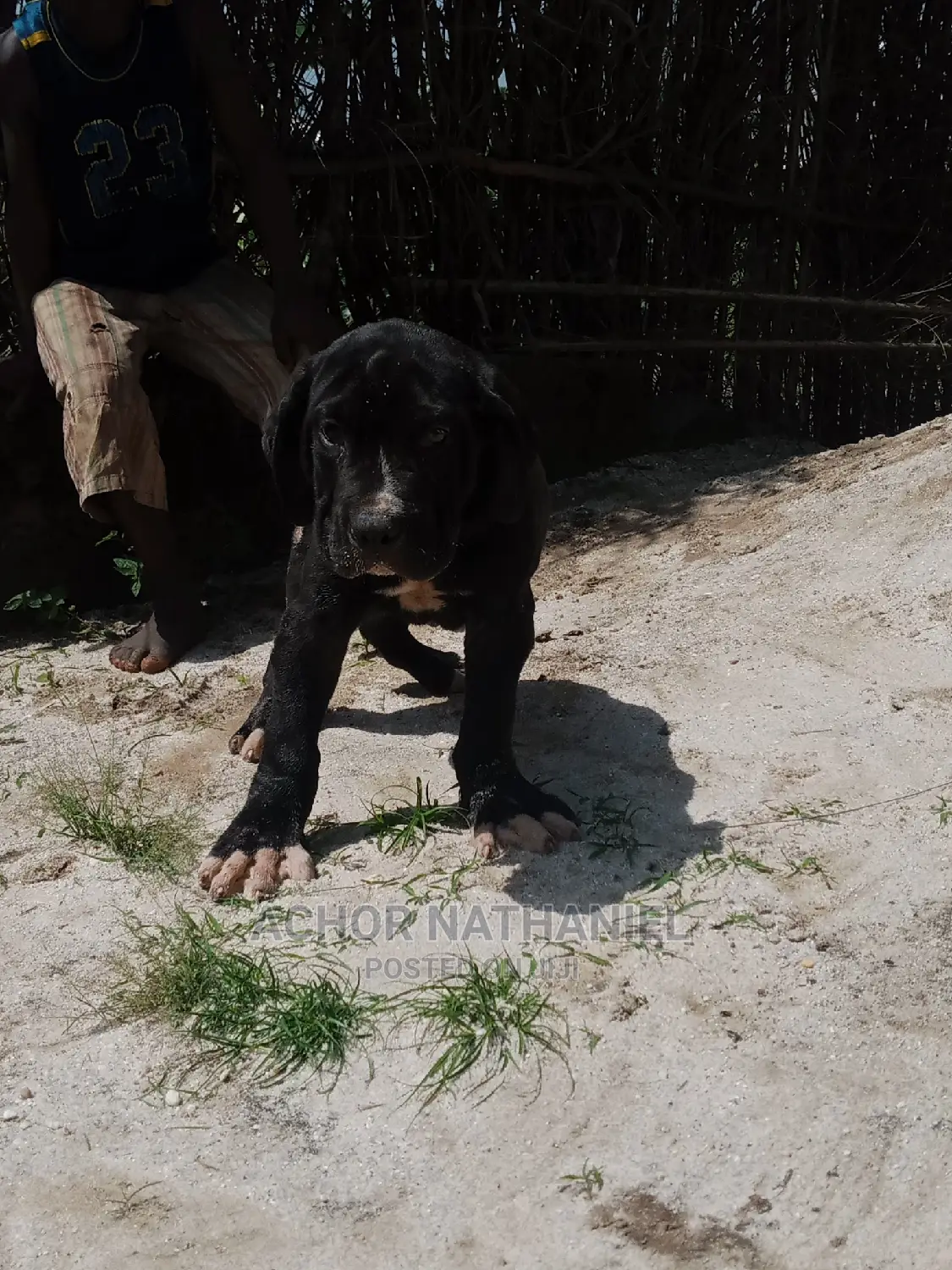 1-3 months Male Purebred Cane Corso