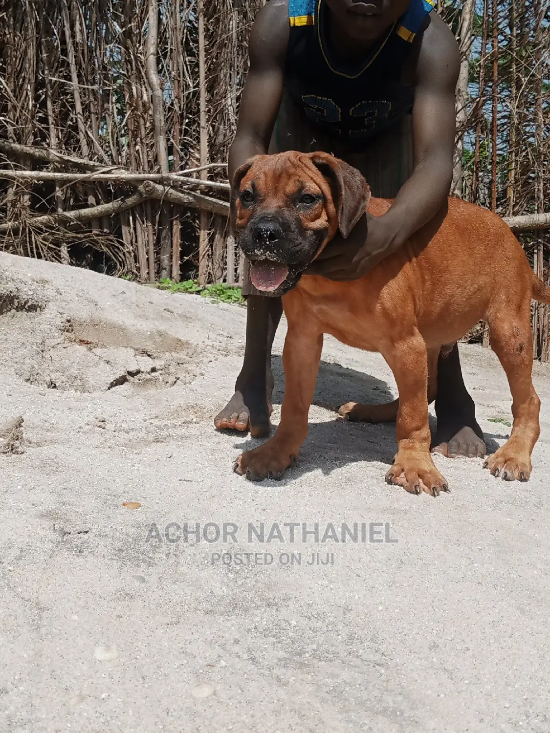 3-6 months Male Purebred Boerboel