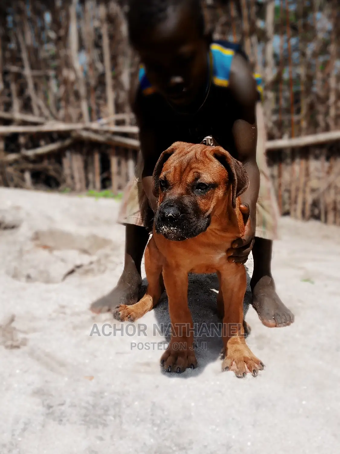 3-6 months Male Purebred Boerboel