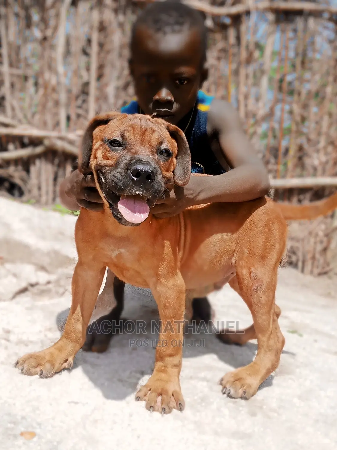 3-6 months Male Purebred Boerboel