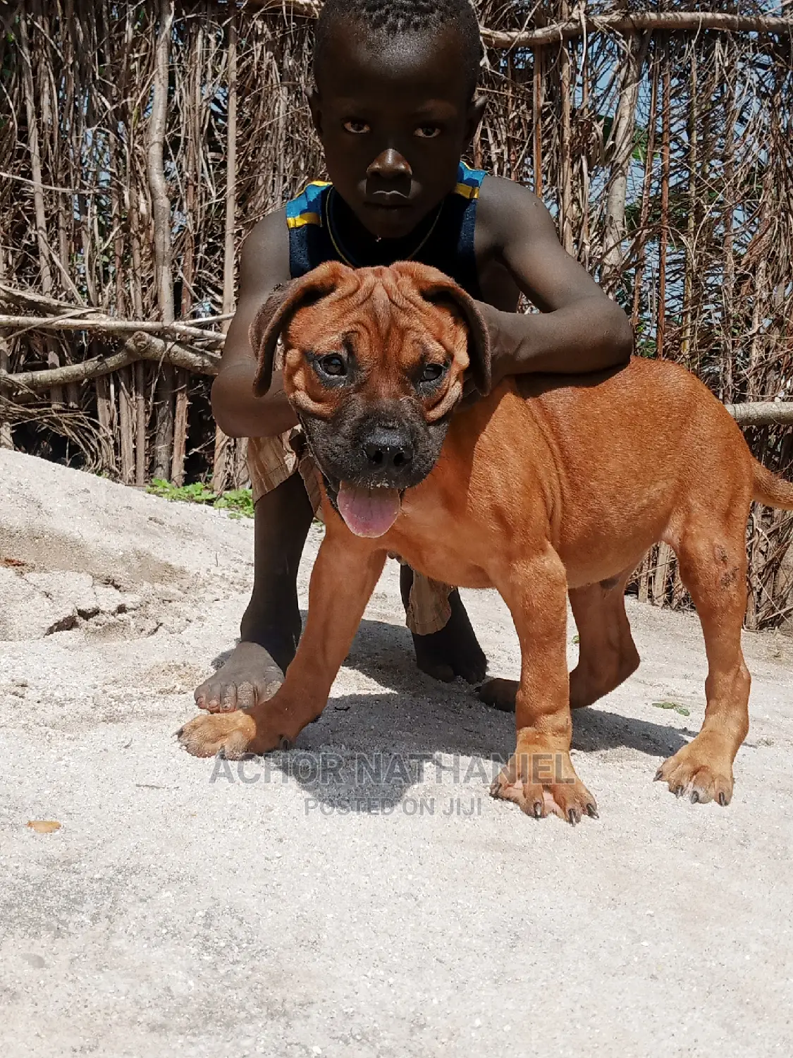 3-6 months Male Purebred Boerboel