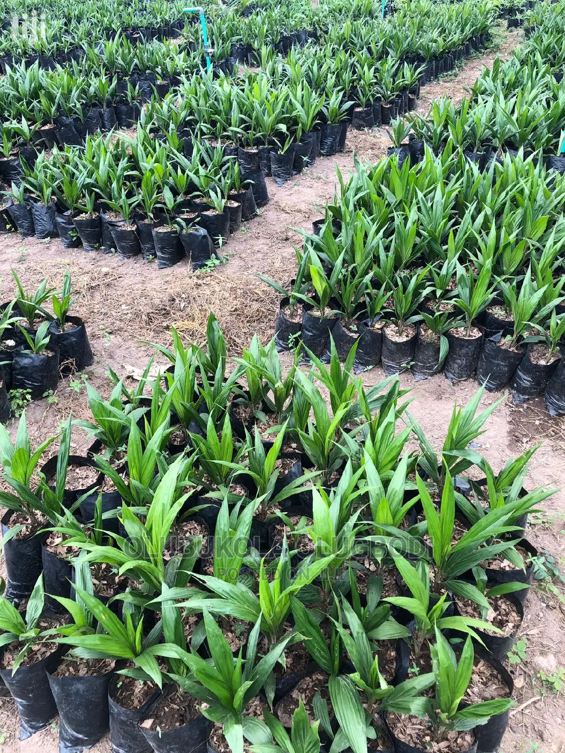 Tenera Oilpalm Seedlings