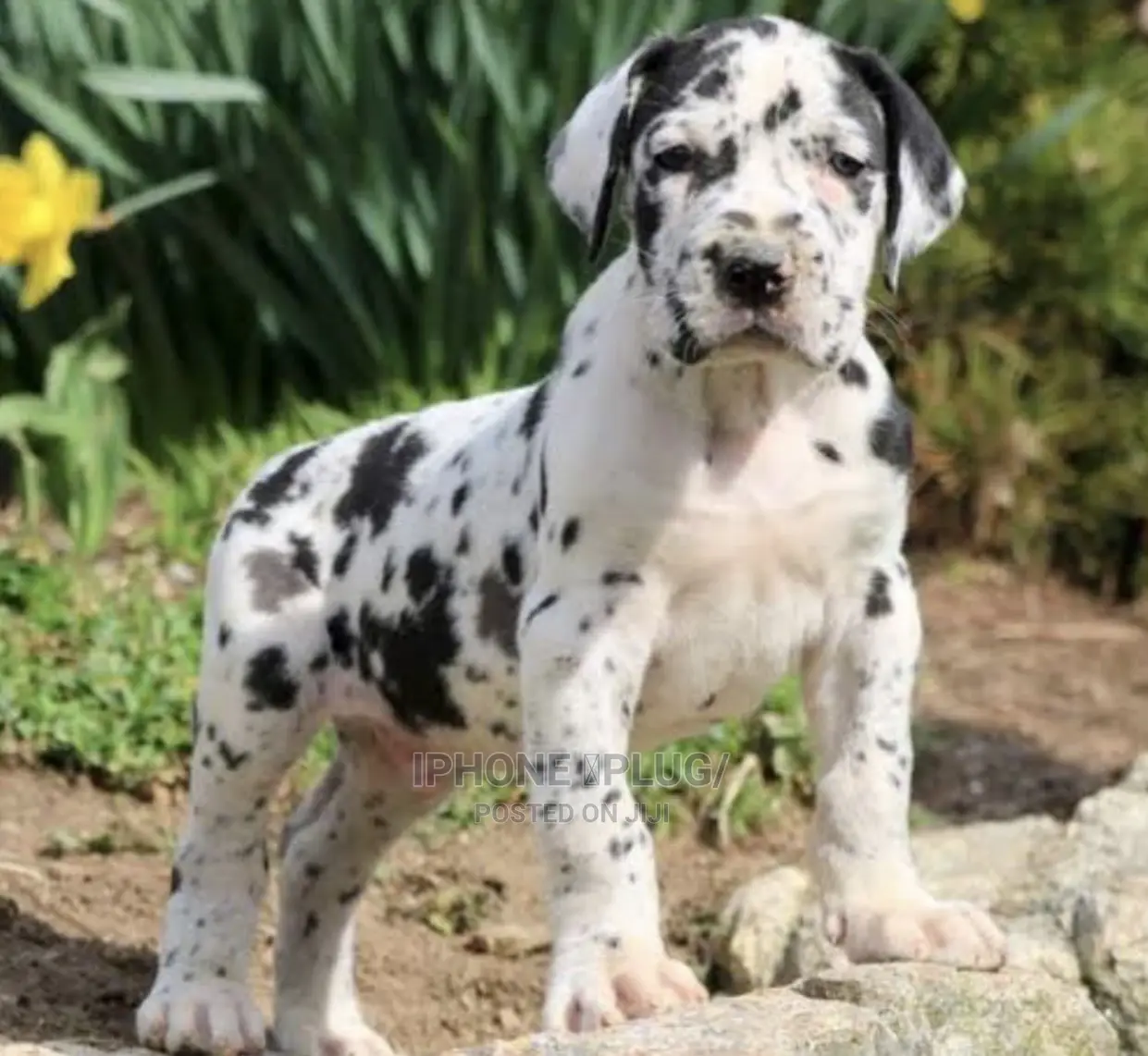 1-3 months Male Purebred Great Dane