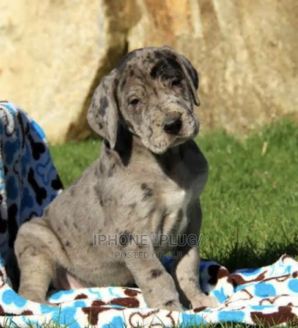 1-3 months Male Purebred Great Dane