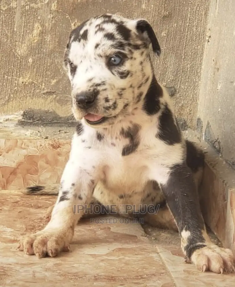 1-3 months Male Purebred Great Dane