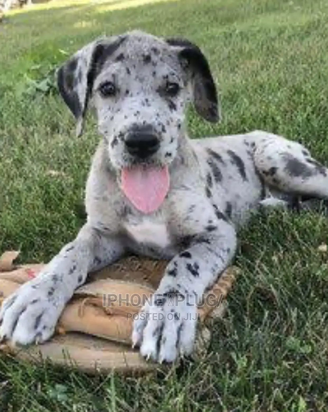 1-3 months Male Purebred Great Dane