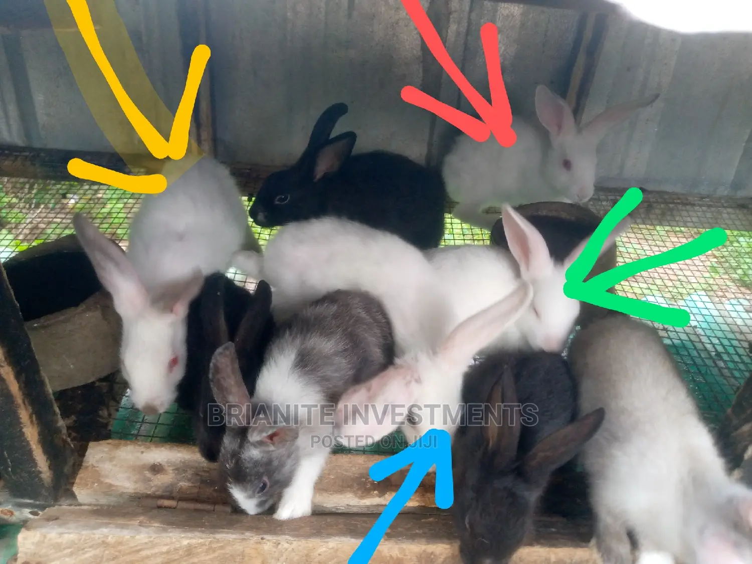 Hybrid Rabbits Of All Breeds For Sale.