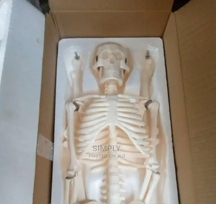 HUMAN Skeleton