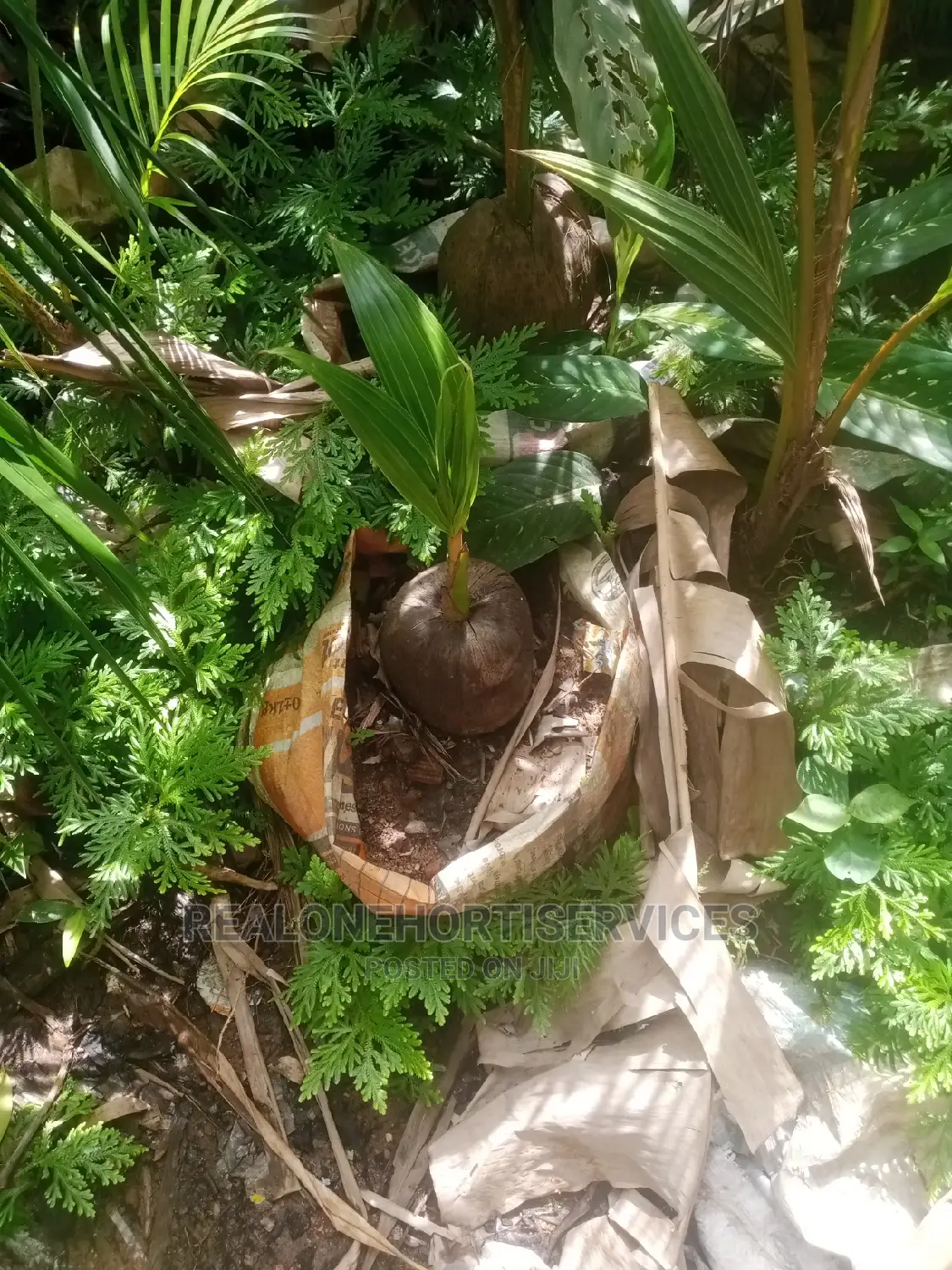 Dwarf Hybrid (Ornamental and Edible) Coconut Seedlings