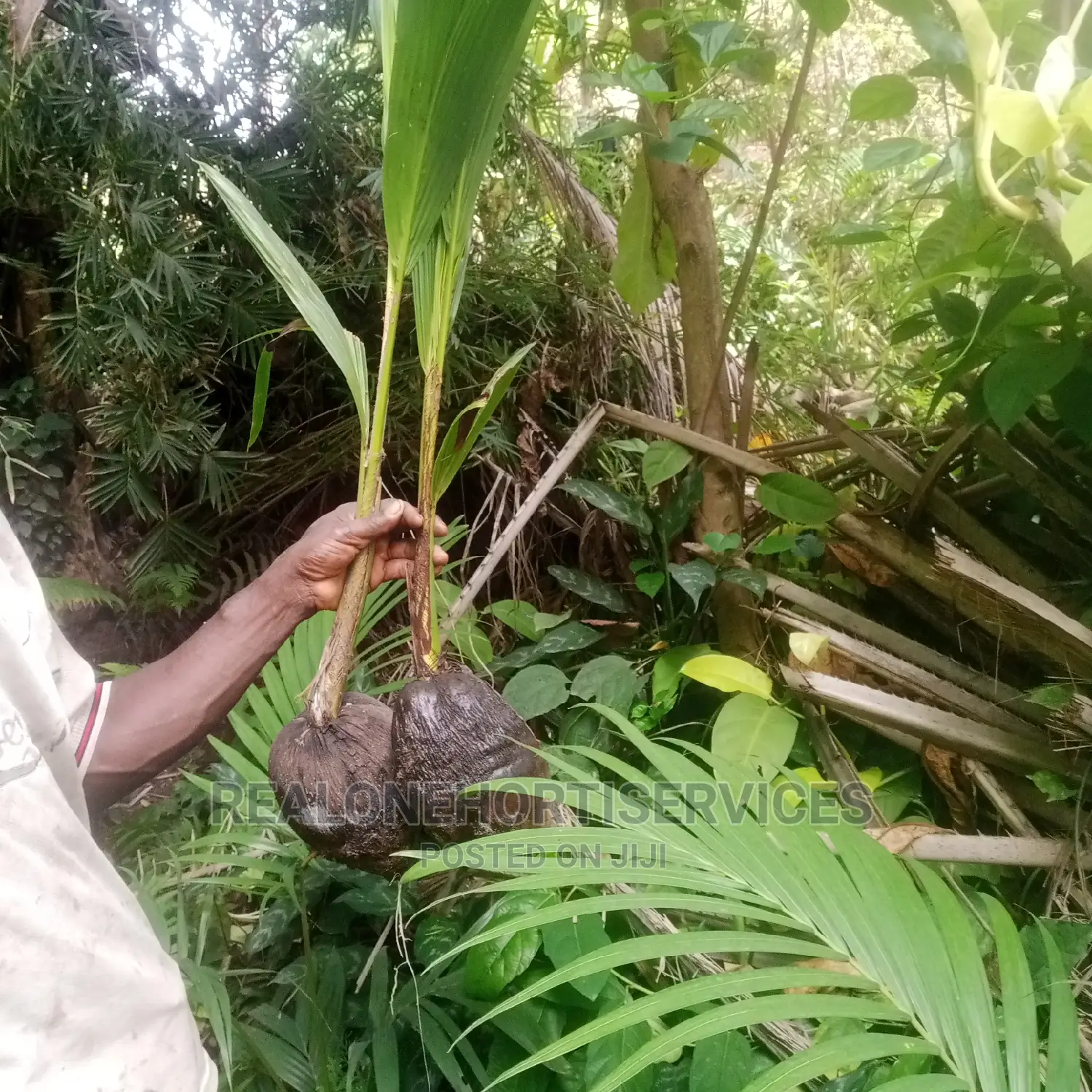 Dwarf Hybrid (Ornamental and Edible) Coconut Seedlings