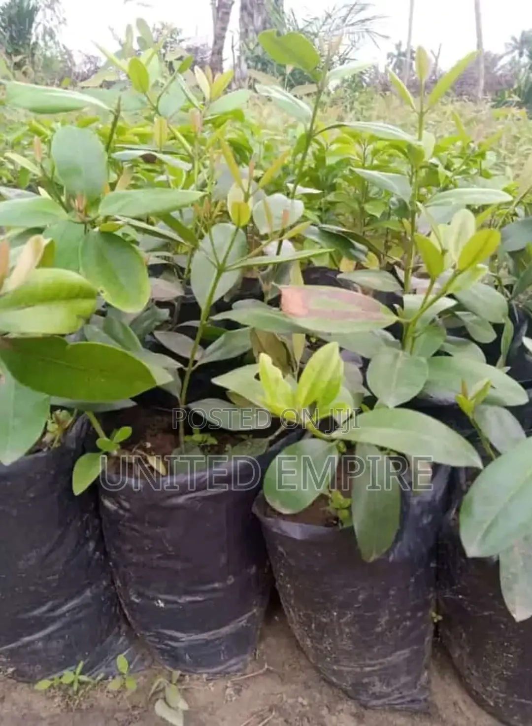 Hybrid Fruits and Oil Palm/Dwarf Coconuts Seedlings