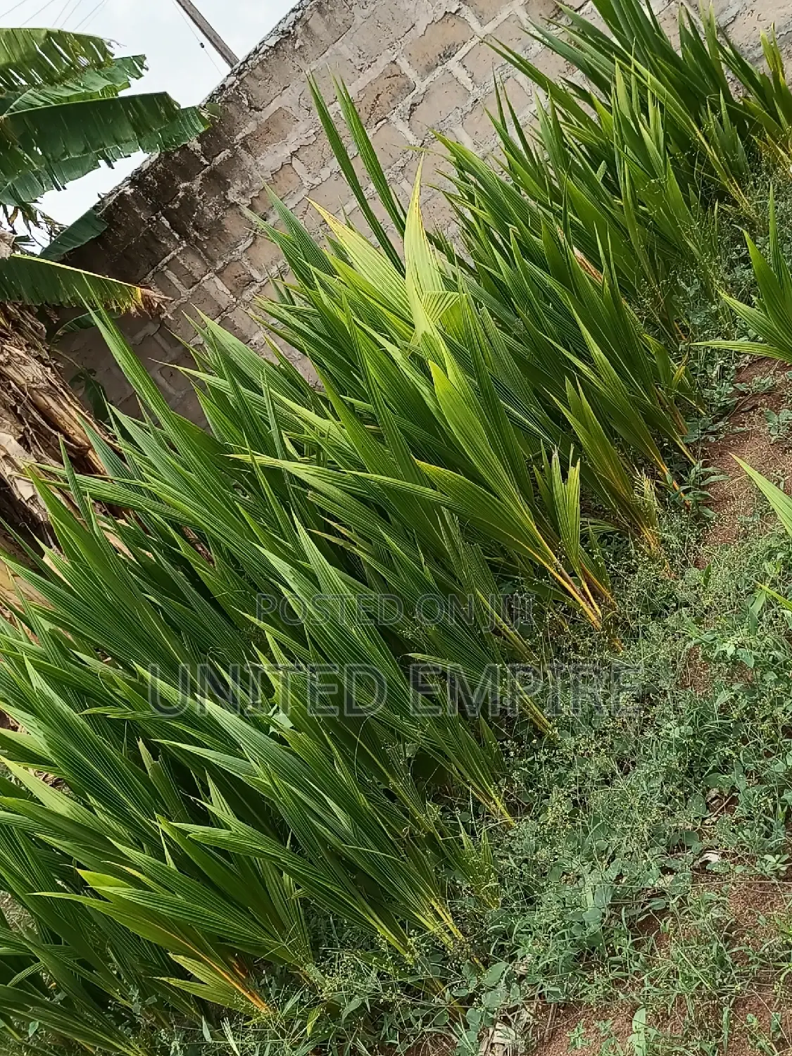 Hybrid Fruits and Oil Palm/Dwarf Coconuts Seedlings