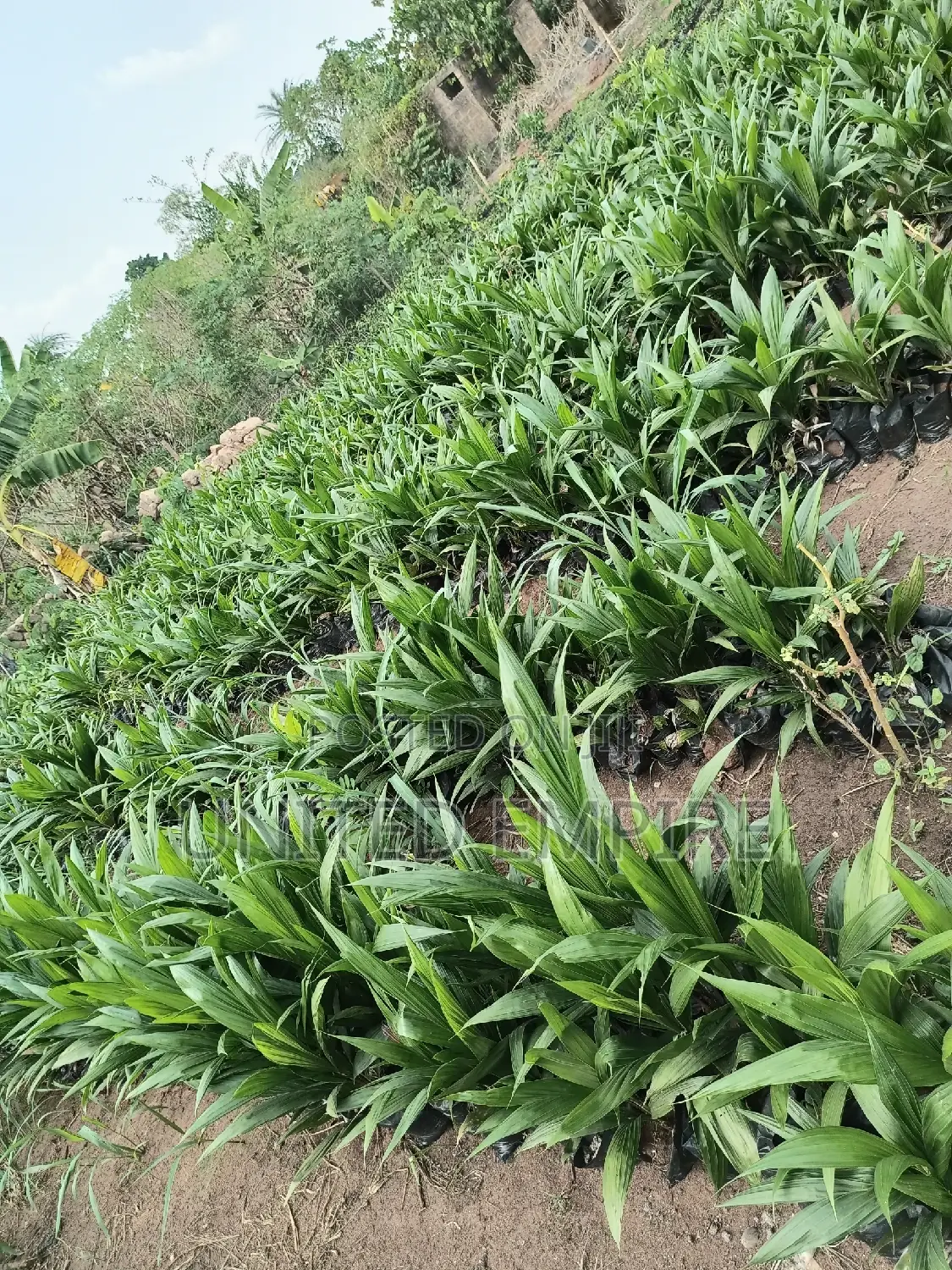 Hybrid Fruits and Oil Palm/Dwarf Coconuts Seedlings