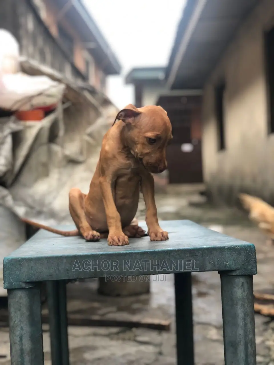 1-3 months Female Purebred American Pit Bull Terrier