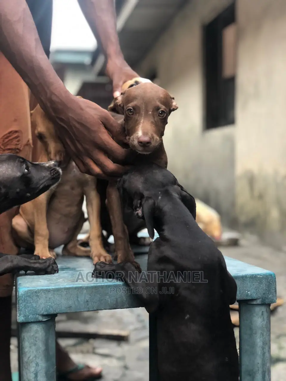 1-3 months Female Purebred American Pit Bull Terrier