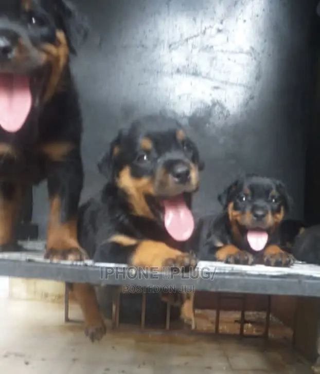 3-6 months Male Purebred Rottweiler