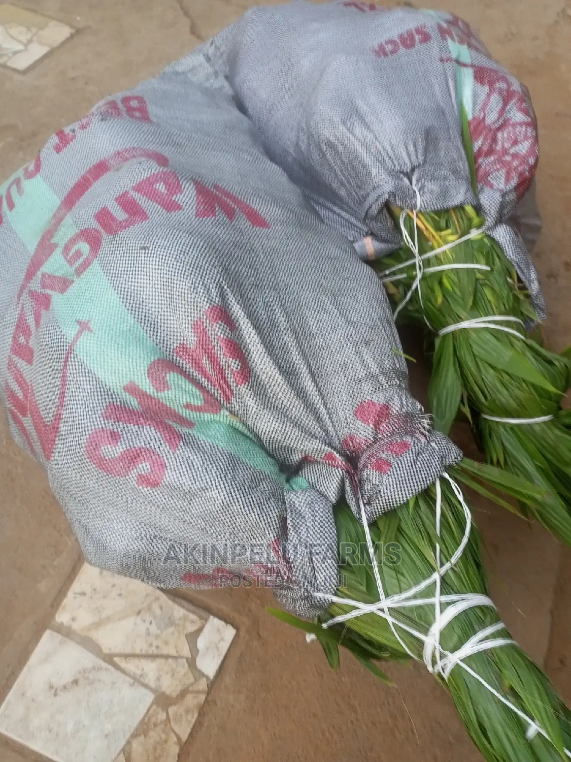 Coconut Faming in Nigeria.