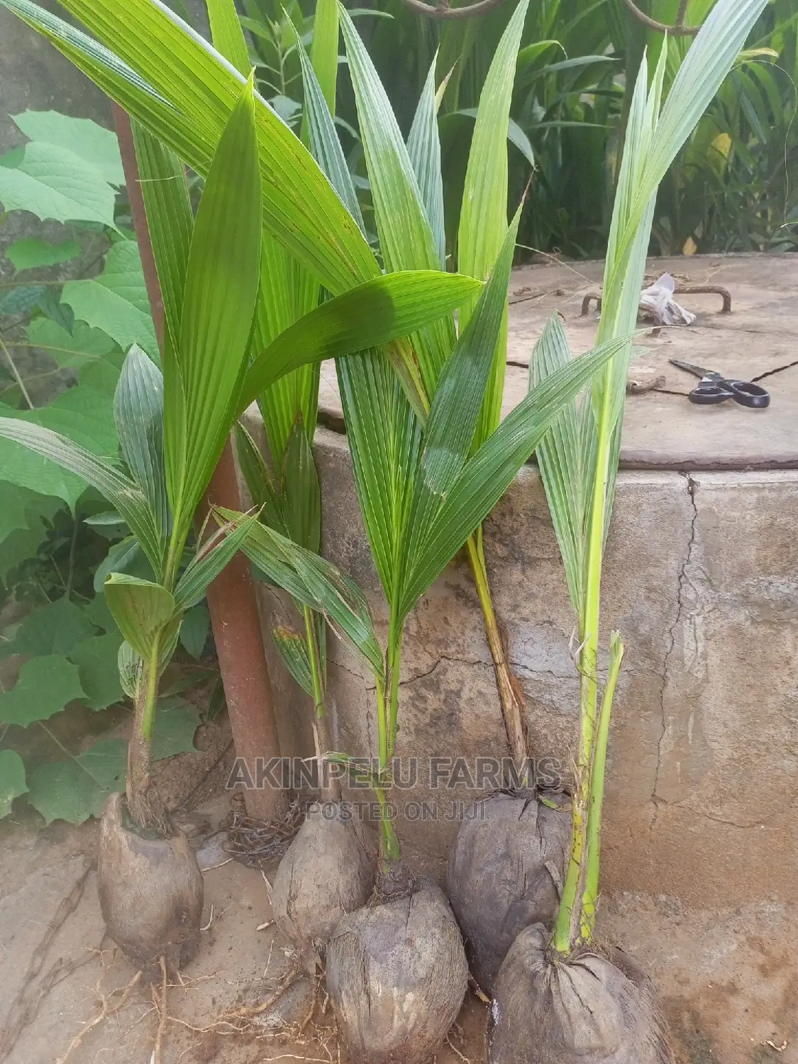 Coconut Faming in Nigeria.