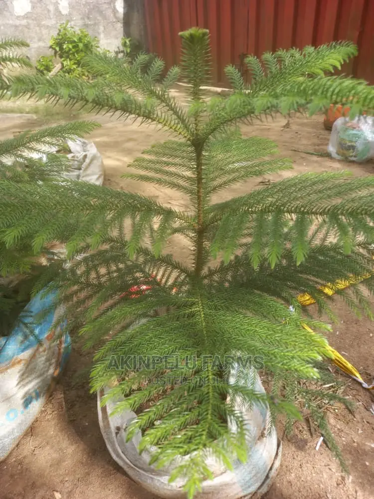 Tree Planting Service.