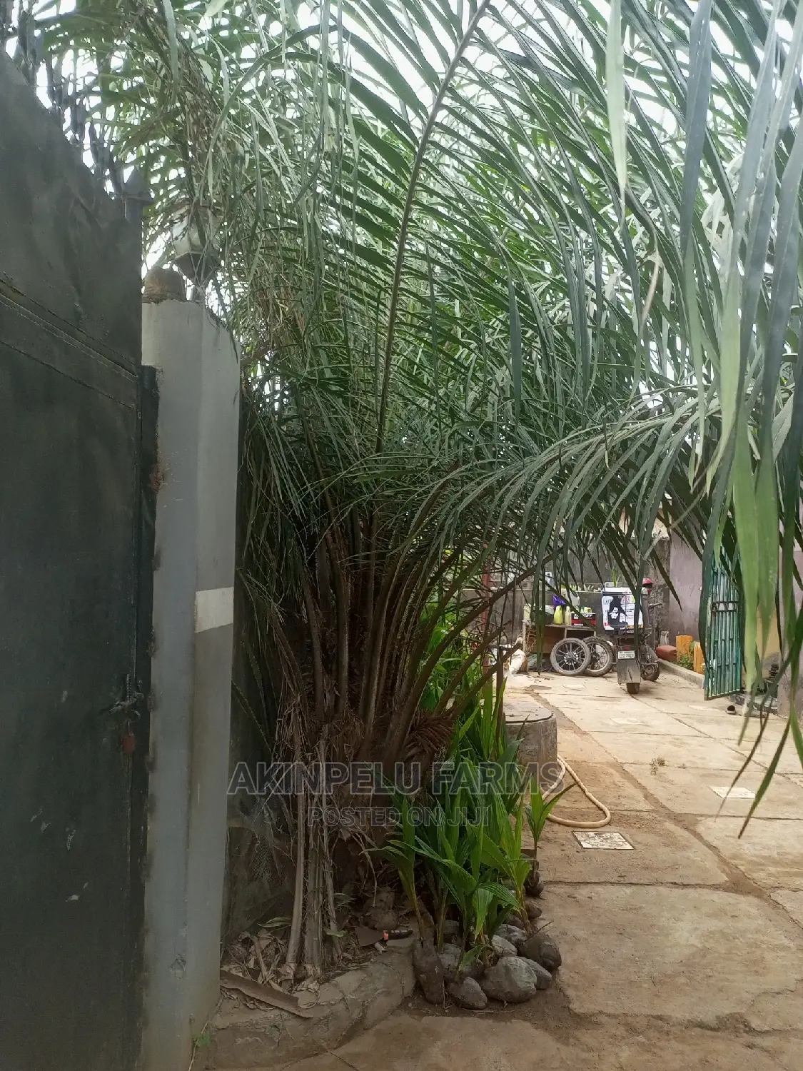 Tree Planting Service.