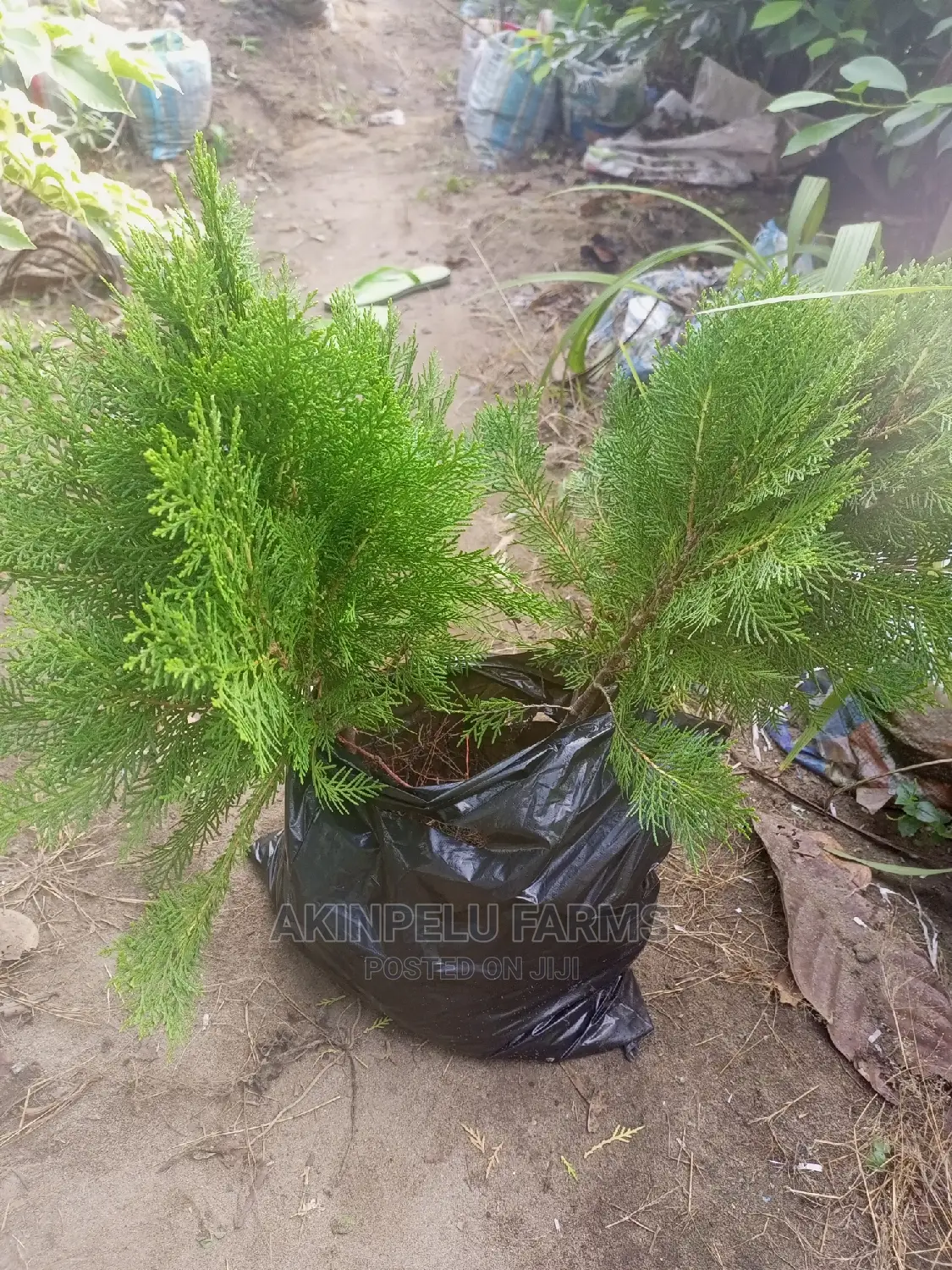 Tree Planting Service.
