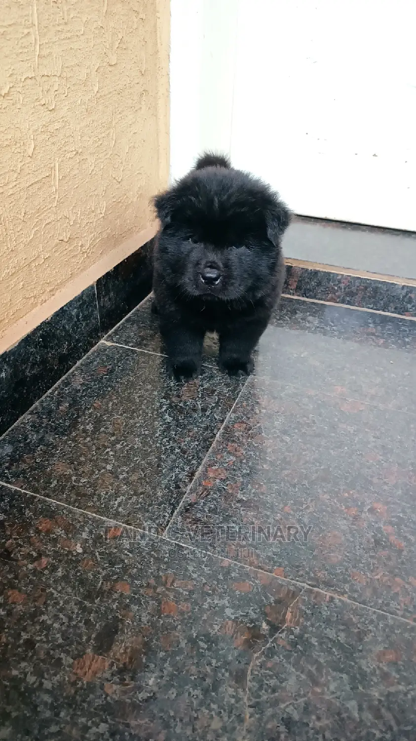 1-3 months Male Purebred Chow Chow