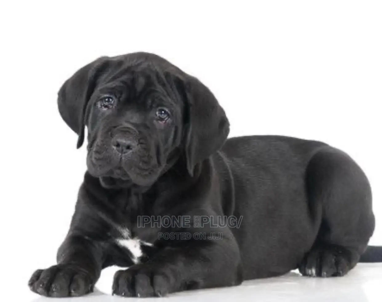 1-3 months Female Purebred Cane Corso