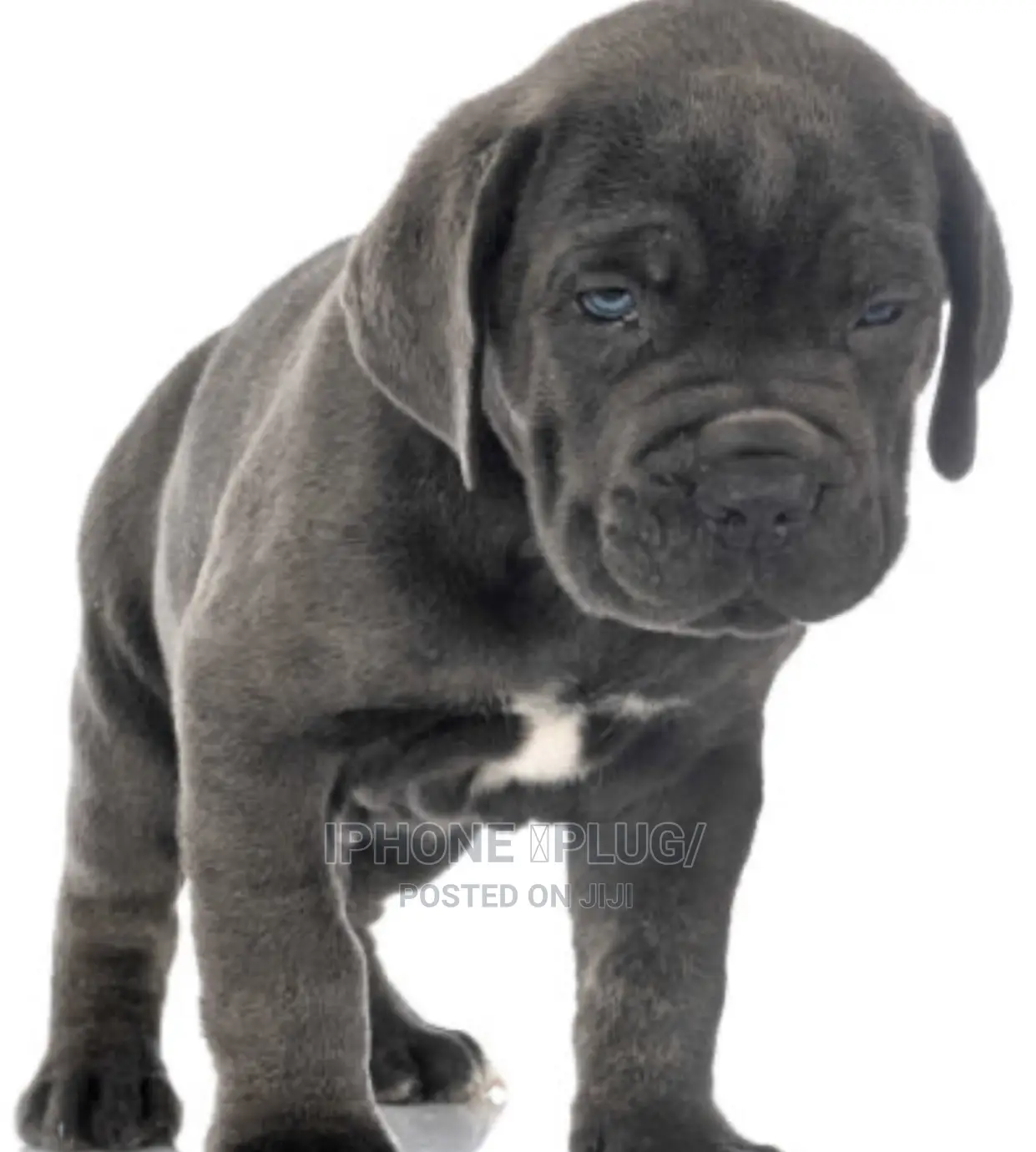 1-3 months Female Purebred Cane Corso